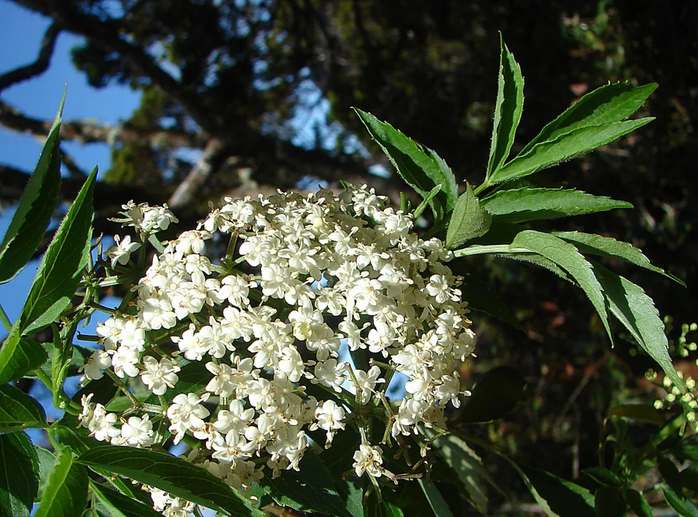 Ảnh chụp cây cơm cháy Sambucus javanica tại Kinabalu